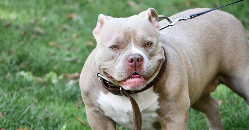 American Staffordshire Terrier: Alles über den treuen Familienhund