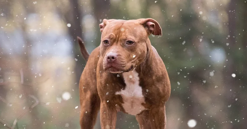American Staffordshire Terrier Listenhund: welche Regeln gelten in Deutschland